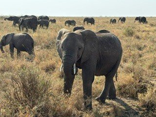 Odyssey Safaris-南由基必去景点