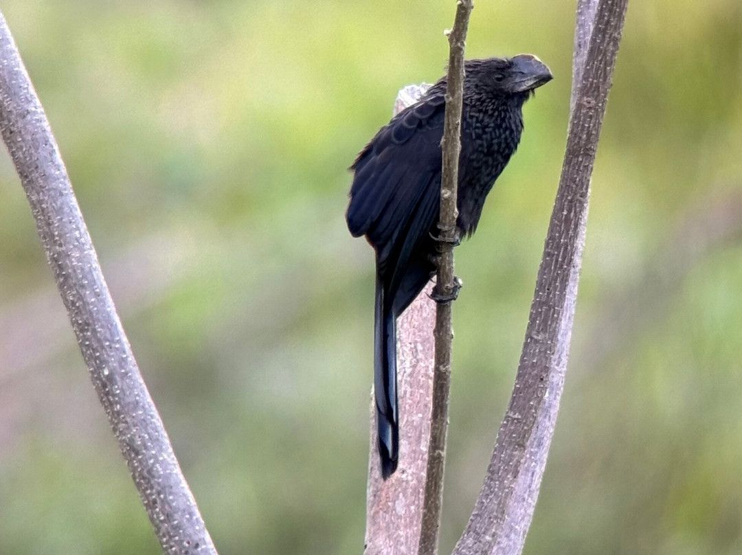 Manriquebirding-Minca必去景点