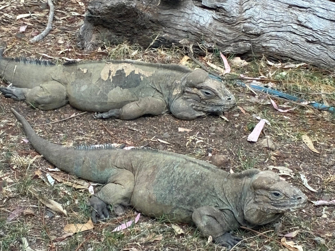 Darling Downs Zoo-Gatton必去景点