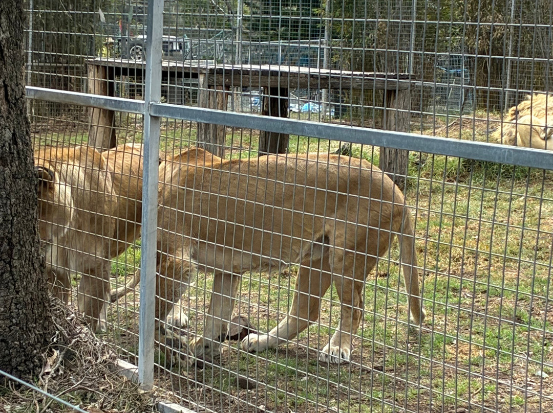 Darling Downs Zoo-Gatton必去景点