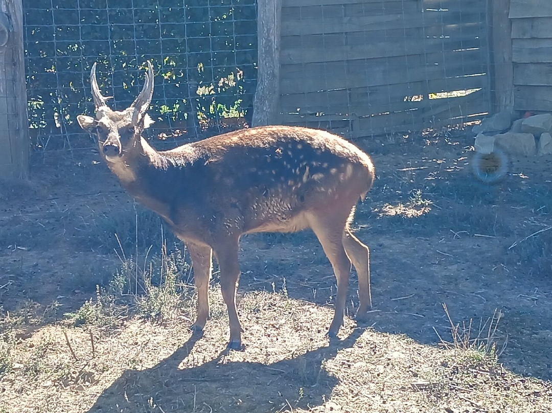 Parc Zoo du Reynou-Le Vigen必去景点