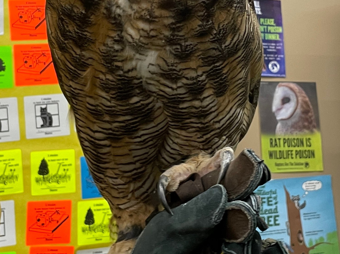 International Owl Center-Houston必去景点