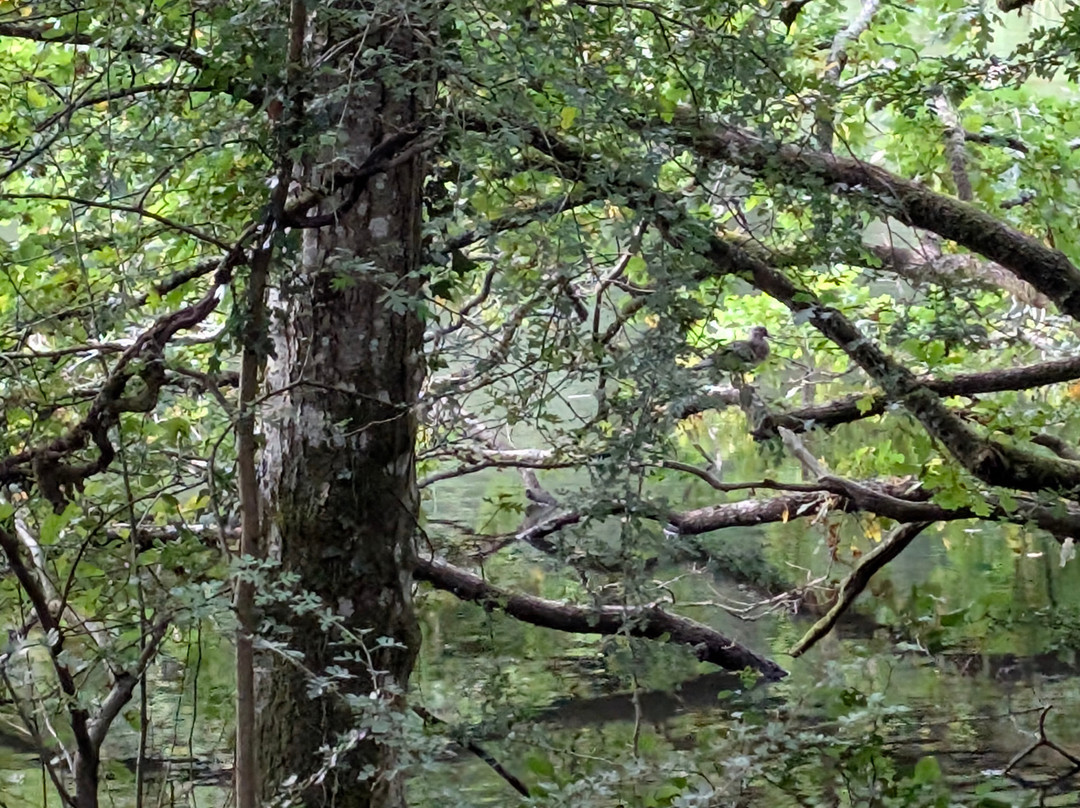 Forest of Dean Wildlife-Parkend必去景点