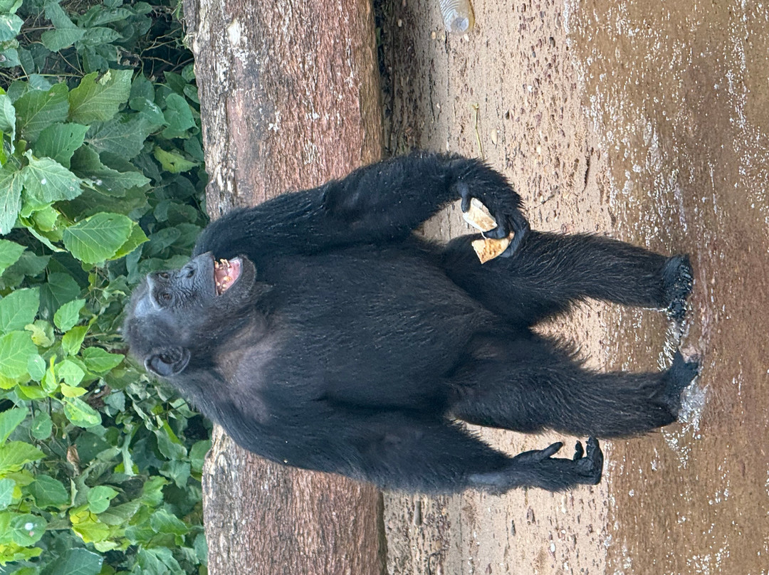 Ngamba Island Chimpanzee Sanctuary-恩德培必去景点
