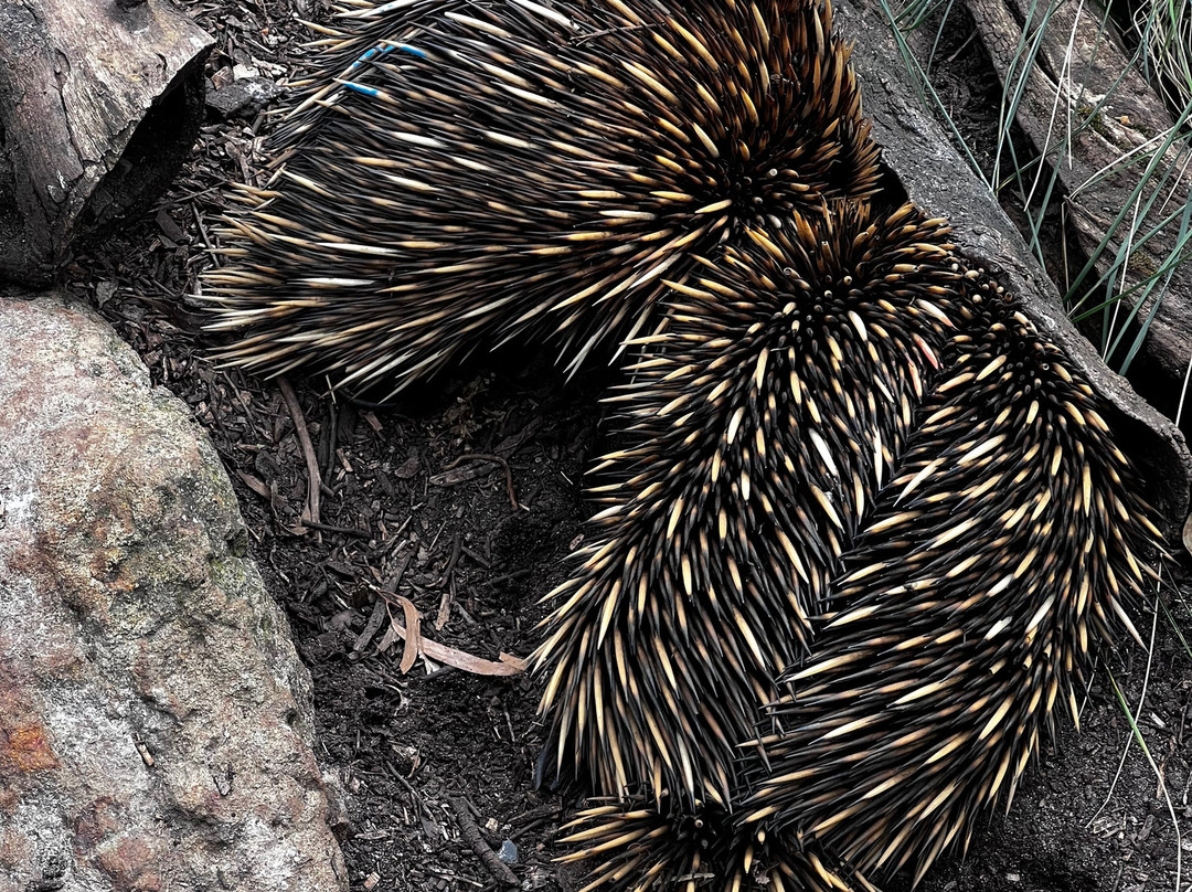 Cleland Wildlife Park-Crafers必去景点