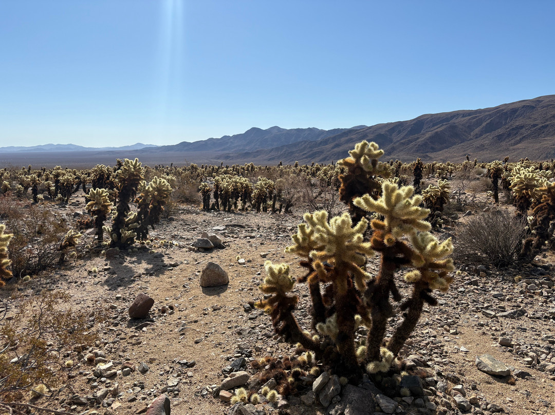 Joshua Tree National Park-约书亚树必去景点