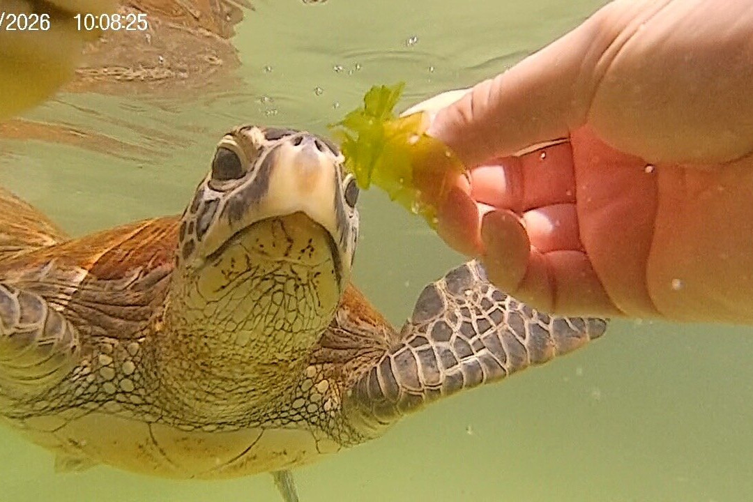 Mnarani Marine Turtles Conservation Pond-孥归必去景点