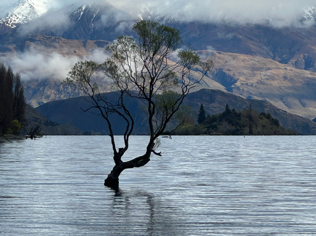 That Wanaka Tree-瓦纳卡必去景点