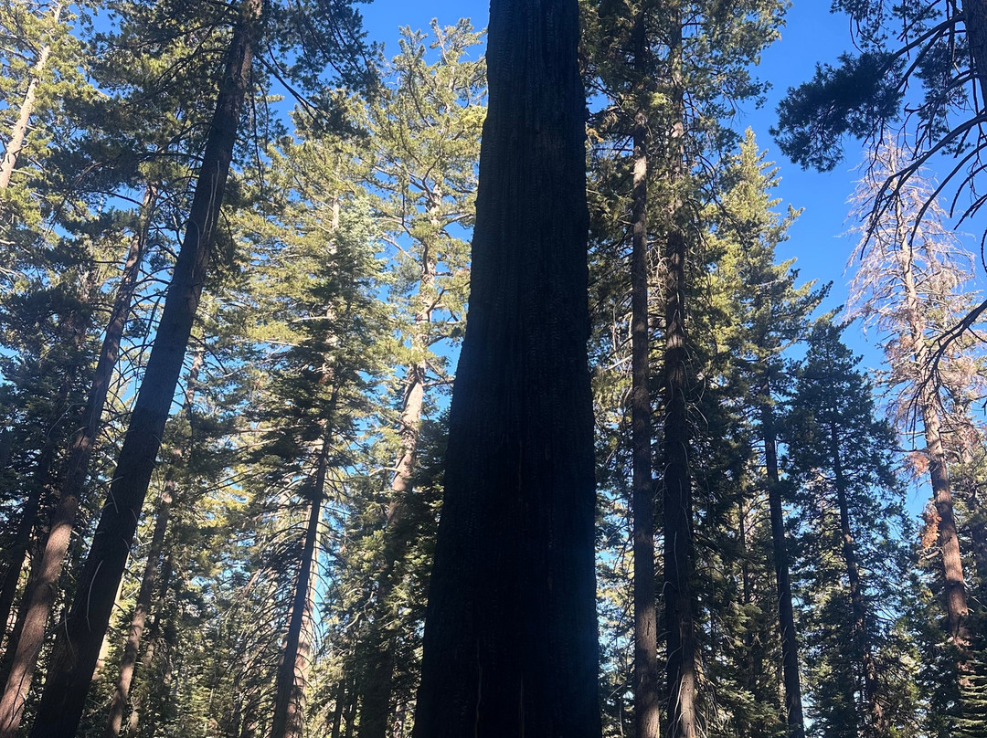 Tuolumne Grove of Giant Sequoias-优胜美地国家公园必去景点
