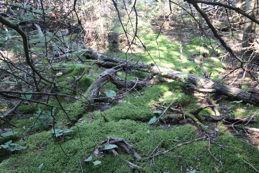 Smokey Head - White Bluff Provincial Nature Reserve景点图片