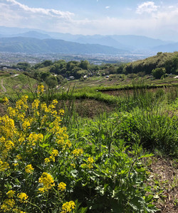 Inagura Rice Terraces景点门票图片