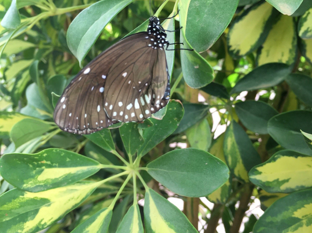 Mariposario de Níjar S.L景点图片