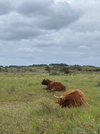 Kennemerduinen an der Nordsee景点图片