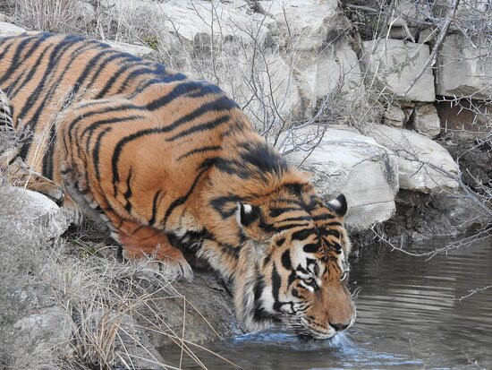 Tiger Canyon Private Game Reserve-Philippolis必去景点