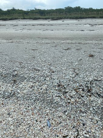 Gulfside City Park Beach景点图片