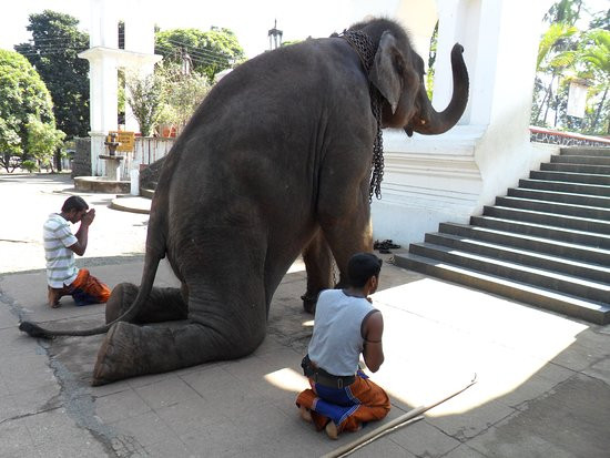 Ceylon Bell Travels景点图片