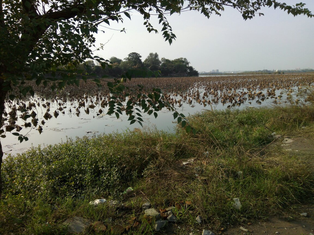 淮阳县旅游攻略图片
