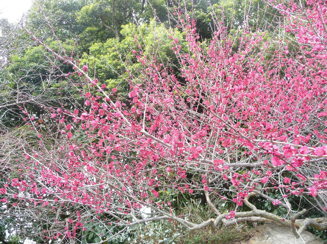 Ume Tree Parks