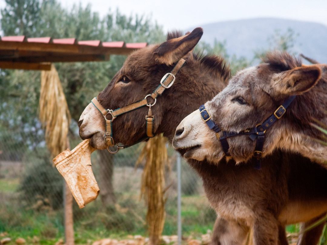 Donkeysland景点图片