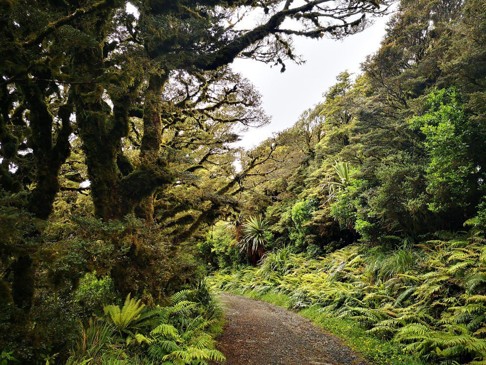 Mount Climie Track景点图片