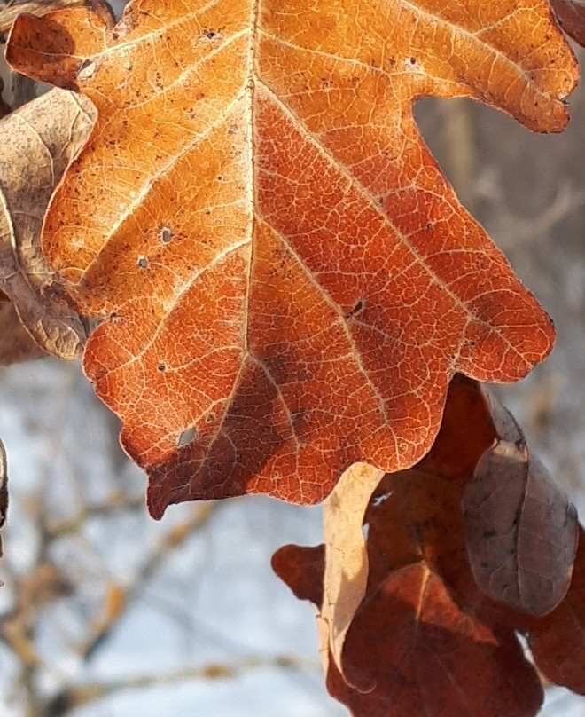 Birds Hill Provincial Park-曼尼托巴省必去景点