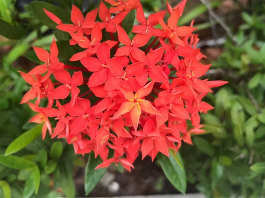 Phuket Cleanse主图