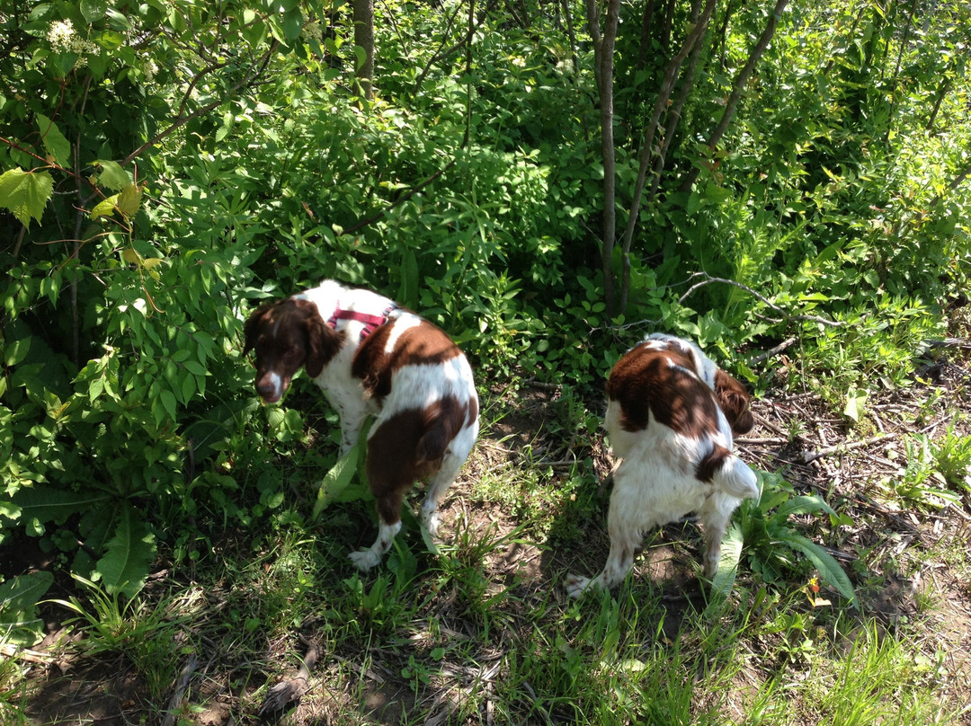 Bremen Grove Dog Park景点图片