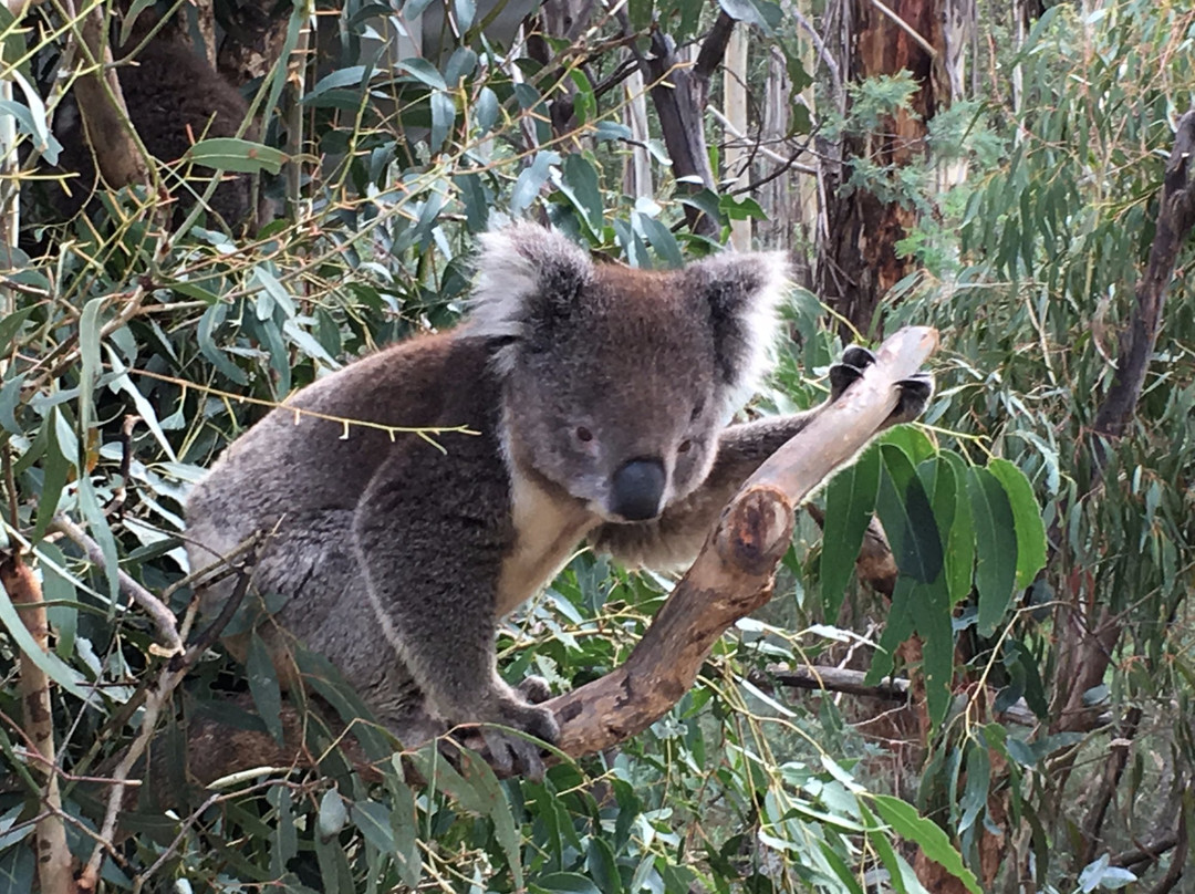 Canberra Guided Tours-堪培拉必去景点