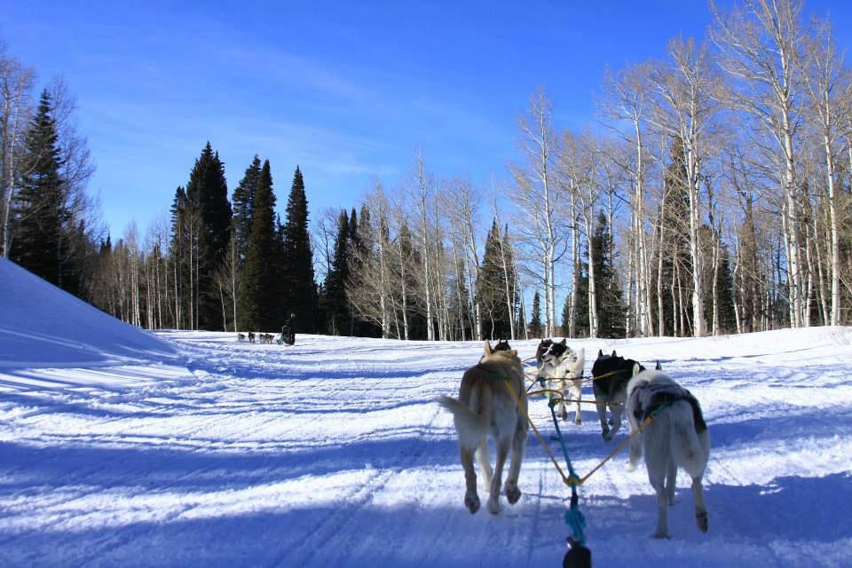 Snow Buddy Sled Dog Adventures-斯廷博特斯普林斯必去景点