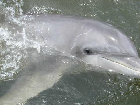Dolphin Magic景点图片