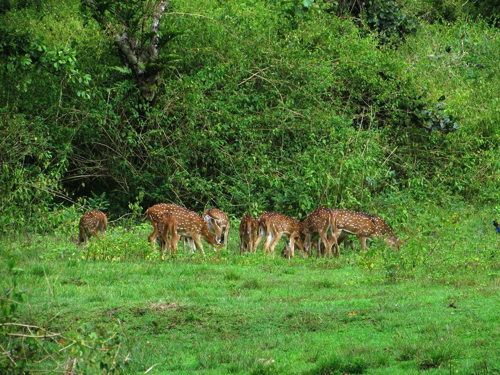 Wayanad Wildlife Sanctuary景点图片