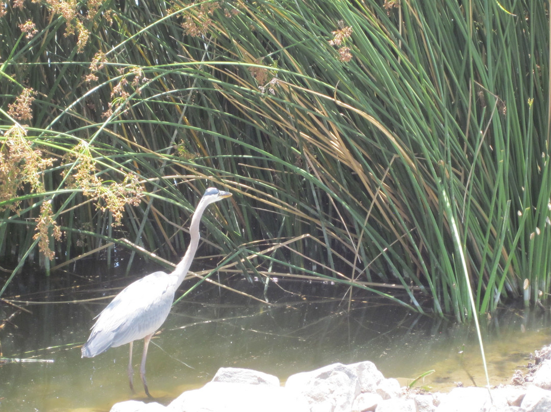 San Joaquin Marsh Wildlife Sanctuary景点图片