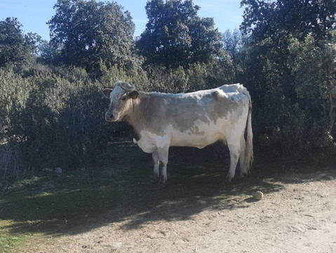 Ruta Galapagar-Galapagar必去景点