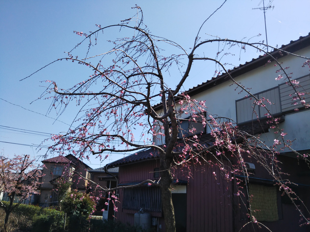 Sagamigaoka Nakayoshi Komichi Sakura Hyakka no Michi-座间市必去景点