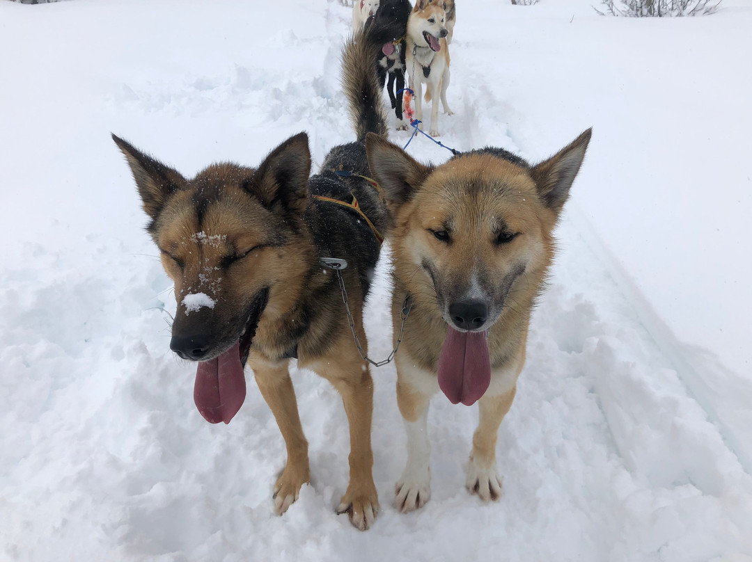 Norway Husky Adventure景点图片