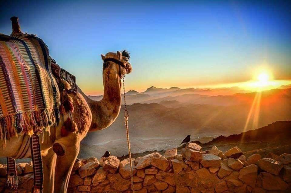 Pyramids Camel Ride-开罗必去景点