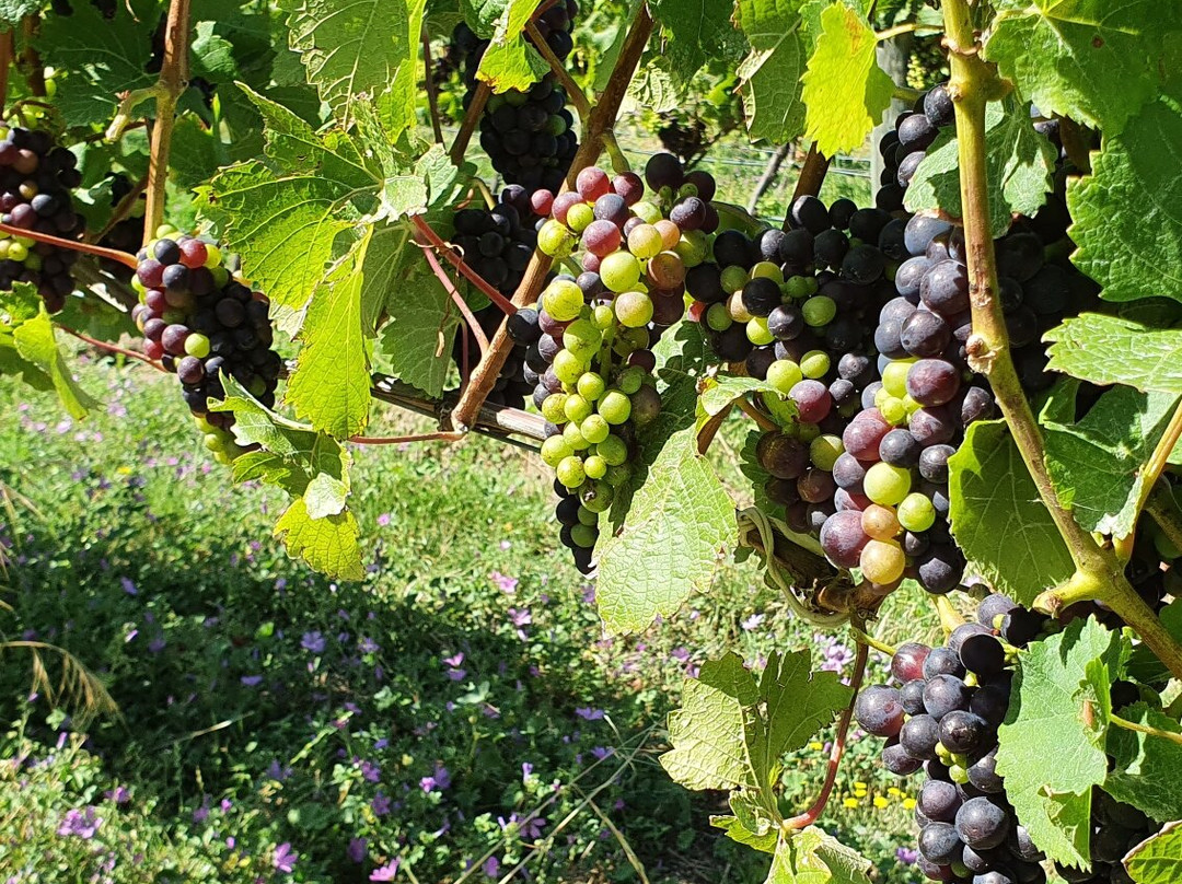 Domaine Thomson Wines Cellar Door景点图片