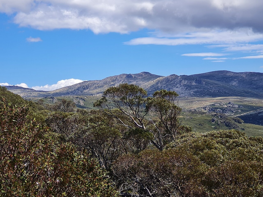Snow Gums Boardwalk景点图片