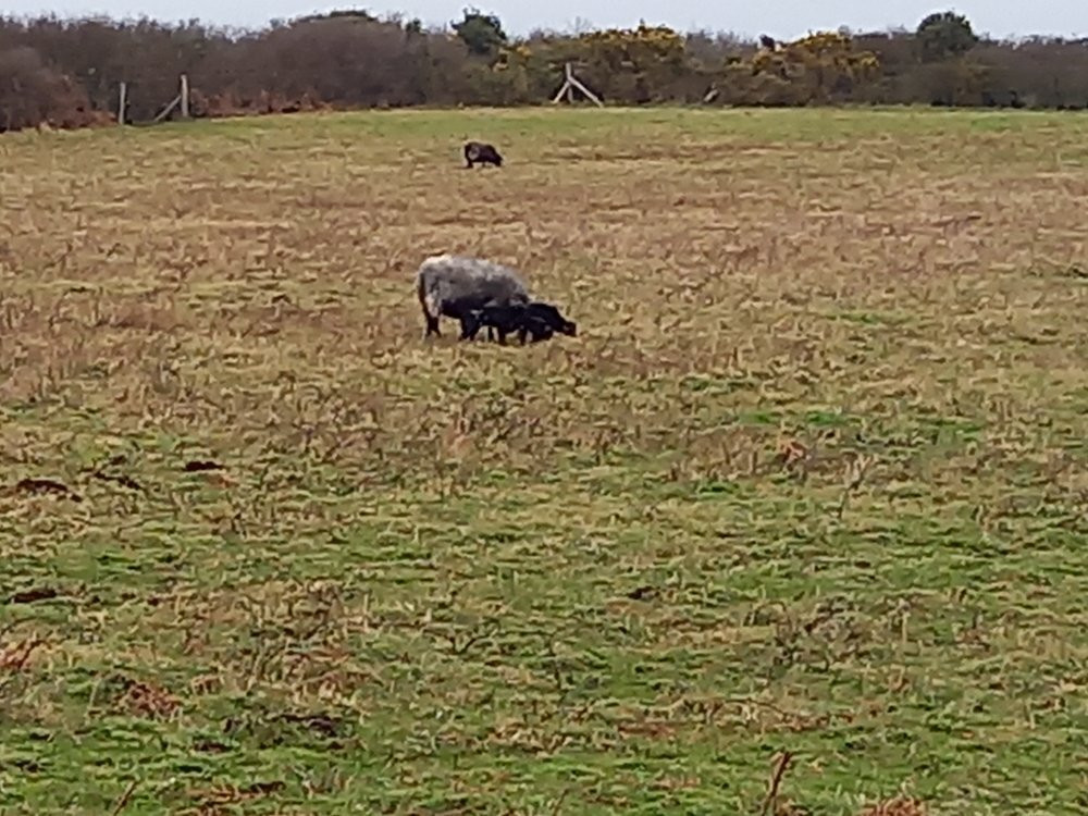 Le Chemin des Douaniers-La Trinite-sur-Mer必去景点