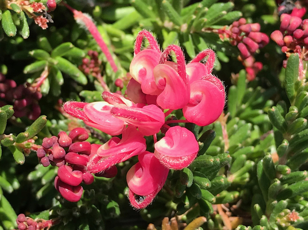 HA Lane Memorial Lookout-斯坦利必去景点