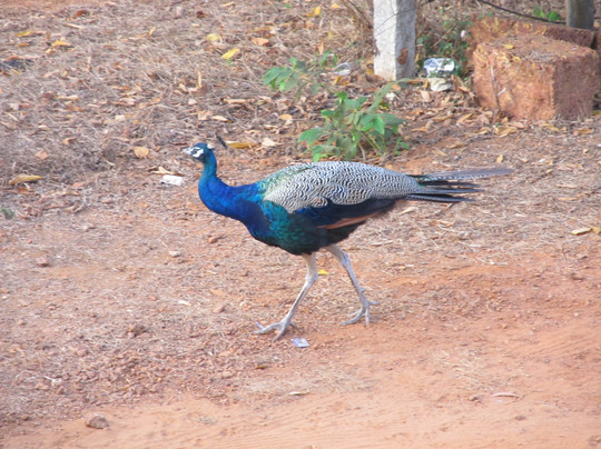 Blue Ocean Sands - On the Beach主图