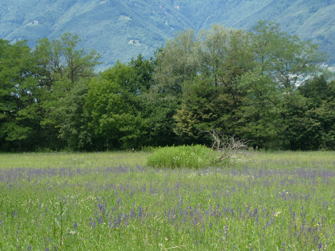 Naturreservat Bolle die Magadino景点图片