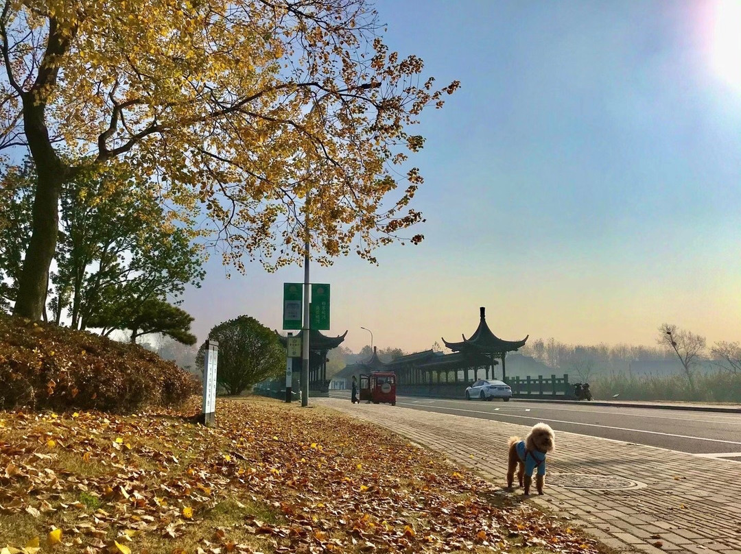 邵伯古镇景点图片