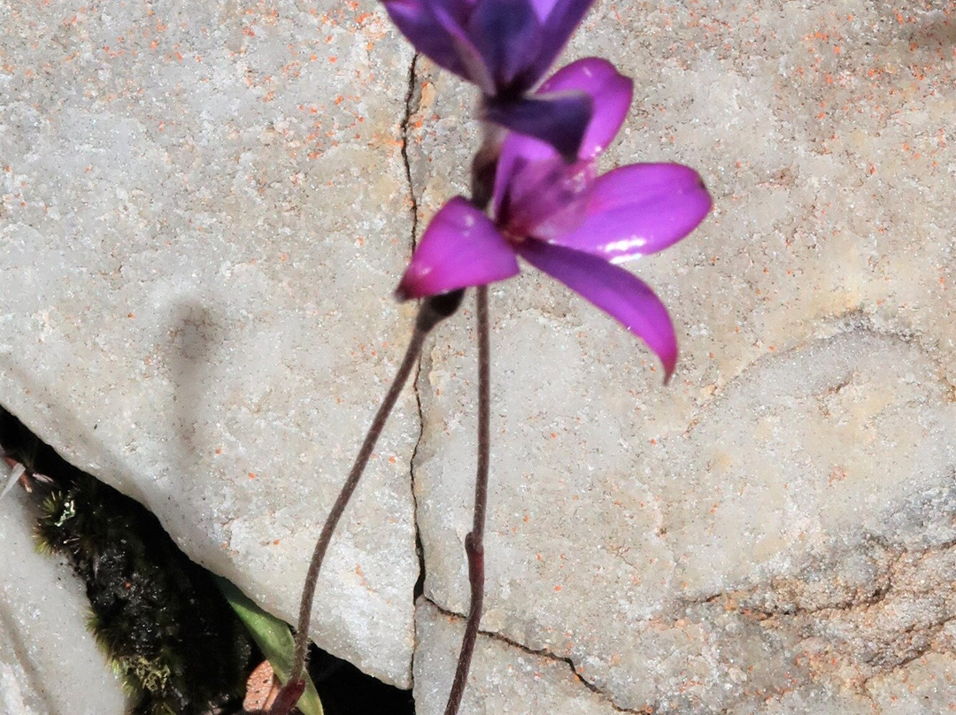 Barrens Lookout-Hopetoun必去景点