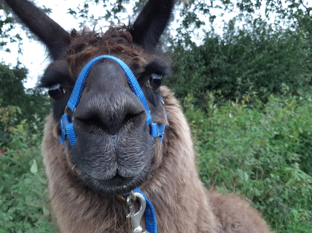 Llama Adventures景点图片