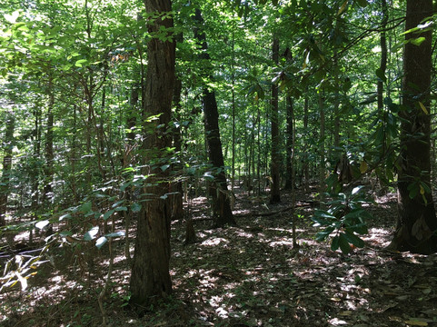 Tucker Nature Preserve