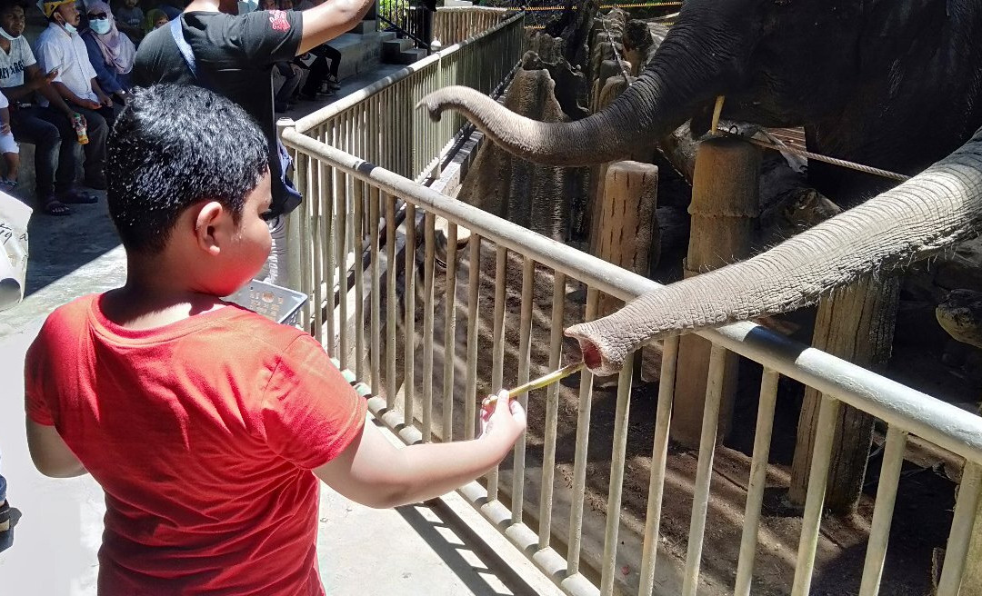 Kenyir Elephant Conservation Village景点图片