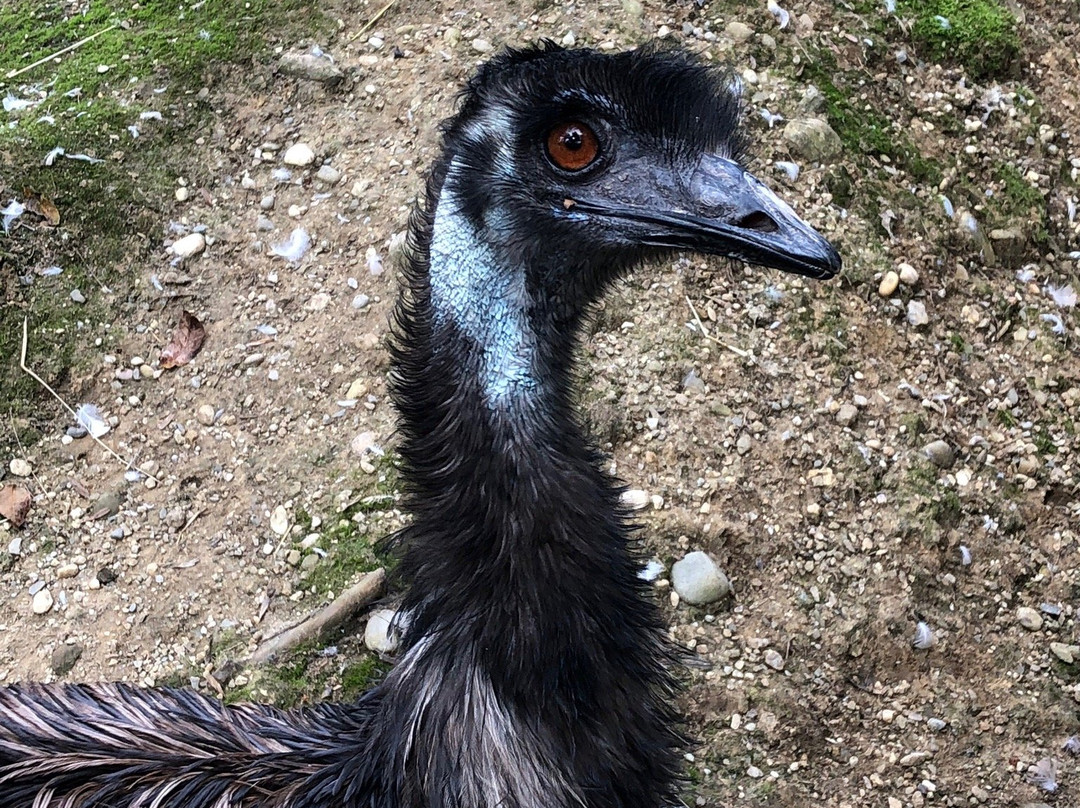 Sankt Primus旅游攻略图片