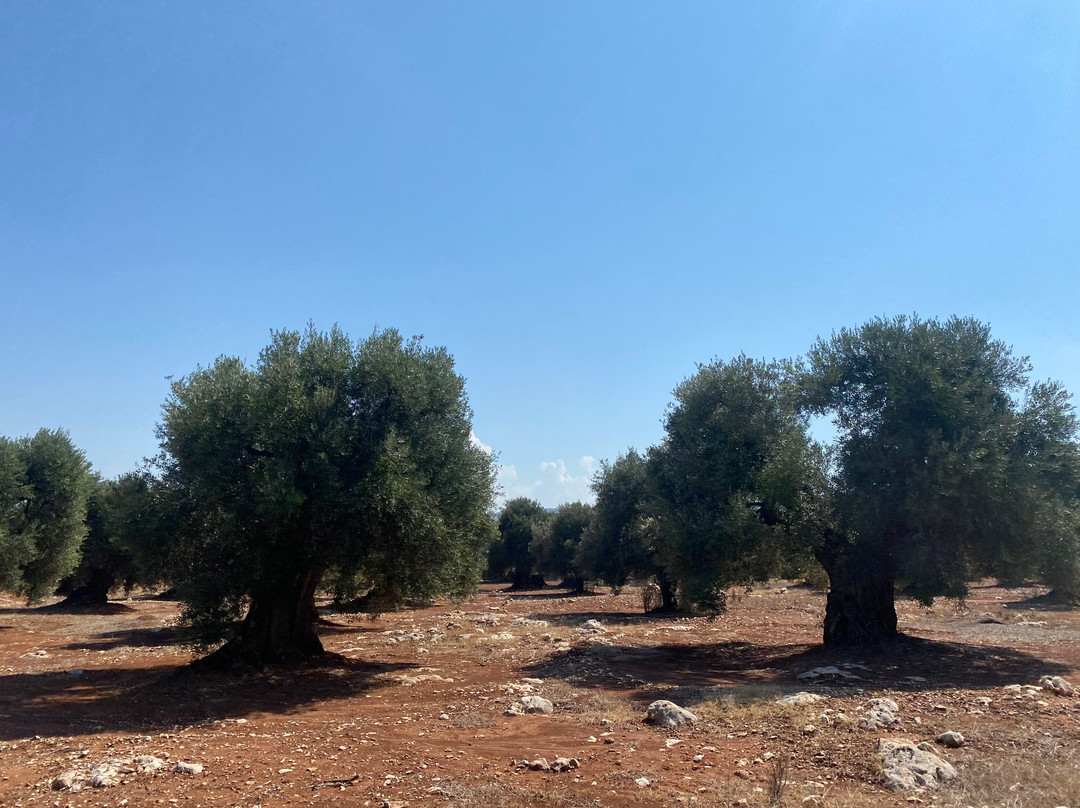 Antica Masseria Torre Mozza主图