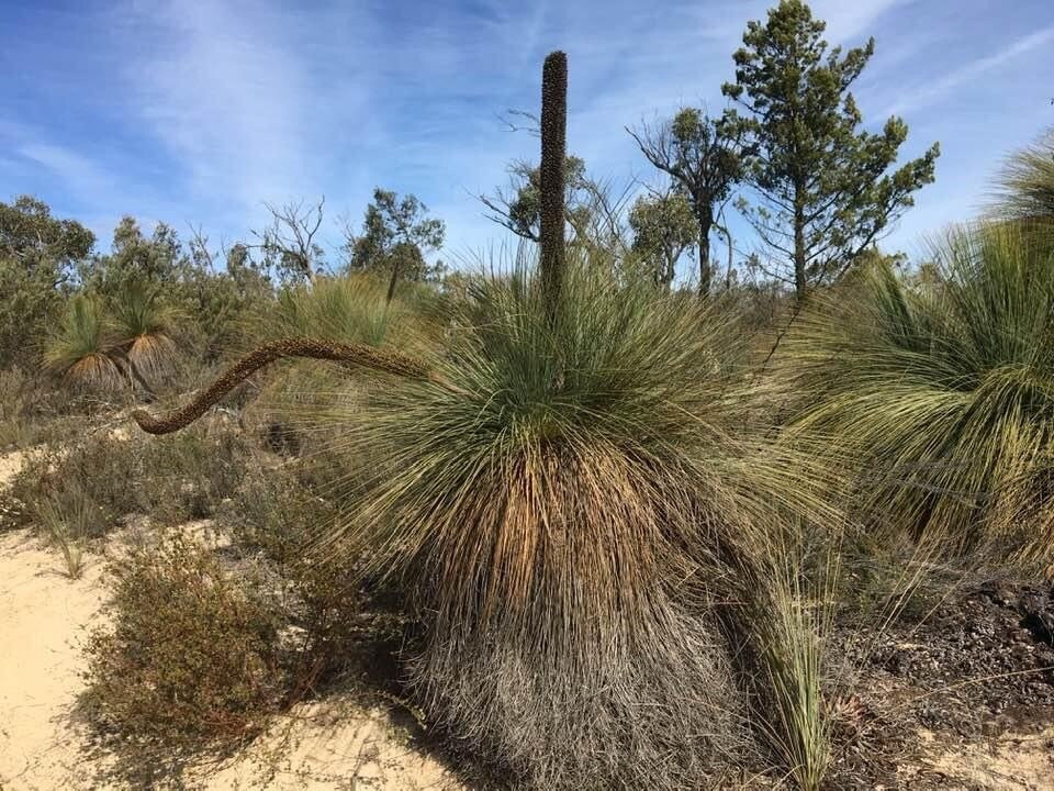 Billyho Bushwalk-Kaniva必去景点